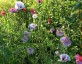 Papaver rhoeas 'Mother of Pearl' - small image 3