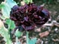 Papaver somniferum 'Black Beauty' - small image 3