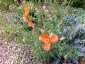 Papaver triniifolium - small image 3