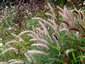 Pennisetum orientale - small image 3