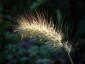 Pennisetum villosum - small image 3