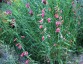 Penstemon barbatus ssp coccineus - small image 3
