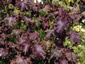 Perilla frutescens var. crispa - small image 3