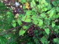 Persicaria virginiana 'Filiformis' - small image 3
