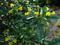 Piptanthus nepalensis - small image 3
