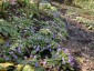 Primula boothii - small image 3