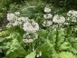 Primula japonica 'Postford White'' - small image 3
