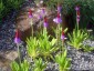 Primula vialii - small image 3