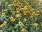 Rudbeckia fulgida var. deamii AGM - small image 3