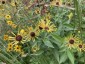 Rudbeckia subtomentosa 'Little Henry' - small image 3