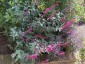 Salvia curviflora - small image 3