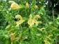 Salvia glutinosa - small image 3