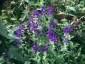 Salvia 'Marble Arch Blue' - small image 3