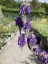 Salvia nutans - small image 3