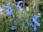 Salvia patens 'Cambridge Blue' - small image 3