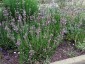 Salvia recognita - small image 3