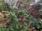 Salvia 'Sebastian' - small image 3