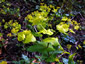 Smyrnium perfoliatum - small image 3