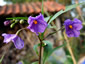 Solanum laciniatum - small image 3