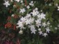 Swertia bimaculata - small image 3