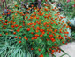 Tagetes 'Cinnabar' from Gt Dixter - small image 3