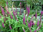 Teucrium hircanicum 'Purple Tails' - small image 3