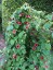 Thunbergia alata 'Tangerine Slice' - small image 3