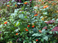 Tithonia rotundifolia - small image 3