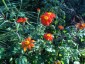 Tithonia rotundifolia 'Red Torch' - small image 3