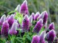 Trifolium rubens - small image 3