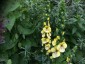 Verbascum creticum - small image 3