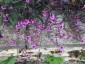 Verbena officinalis 'Bampton' - small image 3