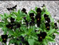 Viola 'Bowle's Black' - small image 3