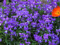 Viola corsica - small image 3