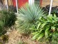 Yucca rostrata - small image 3