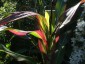 Zea japonica Variegata - small image 3