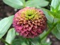 Zinnia elegans 'Queen Red Lime' - small image 3