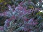 Acacia baileyana 'Purpurea' - small image 4