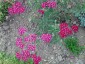 Achillea millefolium 'Cassis' - small image 4