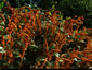 Amaranthus 'Autumn Palette' - small image 4