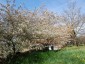 Amelanchier canadensis - small image 4