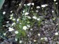 Androsace septentrionalis - small image 4