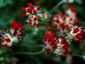 Anthyllis vulneraria Dk Red form - small image 4