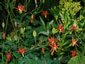 Aquilegia canadensis - small image 4
