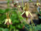 Aquilegia viridiflora - small image 4