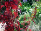 Atriplex hortensis 'Rubra' - small image 4