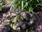 Beesia calthifolia - small image 4