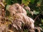 Calamagrostis emodensis - small image 4