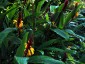 Cautleya spicata from Harry Hay - small image 4