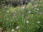 Cephalaria transylvanica - small image 4